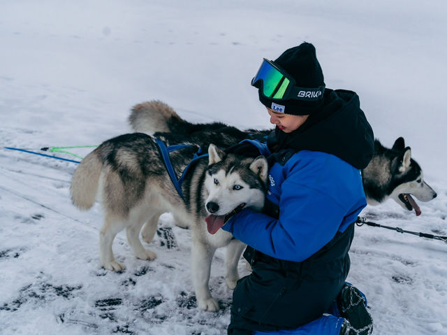 冬季冰島冒險❄️🐾