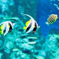 【高知】これが水族館！？海と自然のアドベンチャーミュージアム！高知県立足摺海洋館SATOUMI