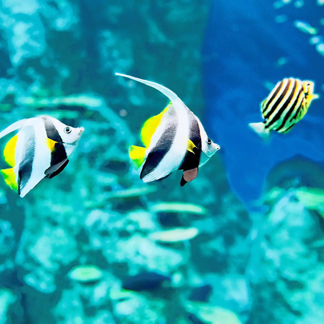【高知】これが水族館！？海と自然のアドベンチャーミュージアム！高知県立足摺海洋館SATOUMI