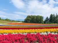 【北海道】絶景✨美しすぎてうっとり！花の絨毯💐