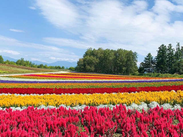 【北海道】絶景✨美しすぎてうっとり！花の絨毯💐