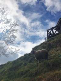 在台灣也能體驗瑞士的景色🌿🐏