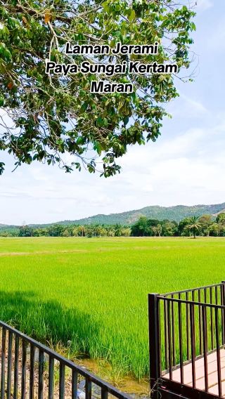 Paddy Field View in Maran 