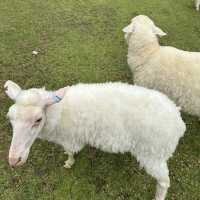  ไร่ปางแกะเมอร์ริโน่ เชียงใหม่ 🐑