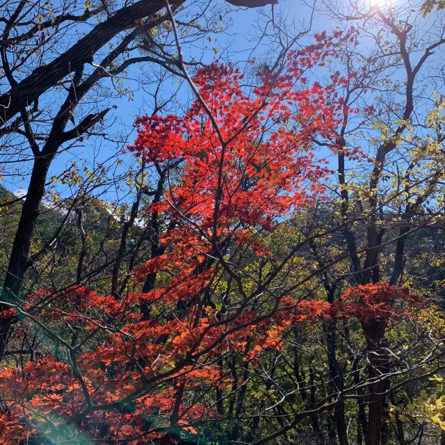 가을 단풍 절정인 속리산 문장대 🍁