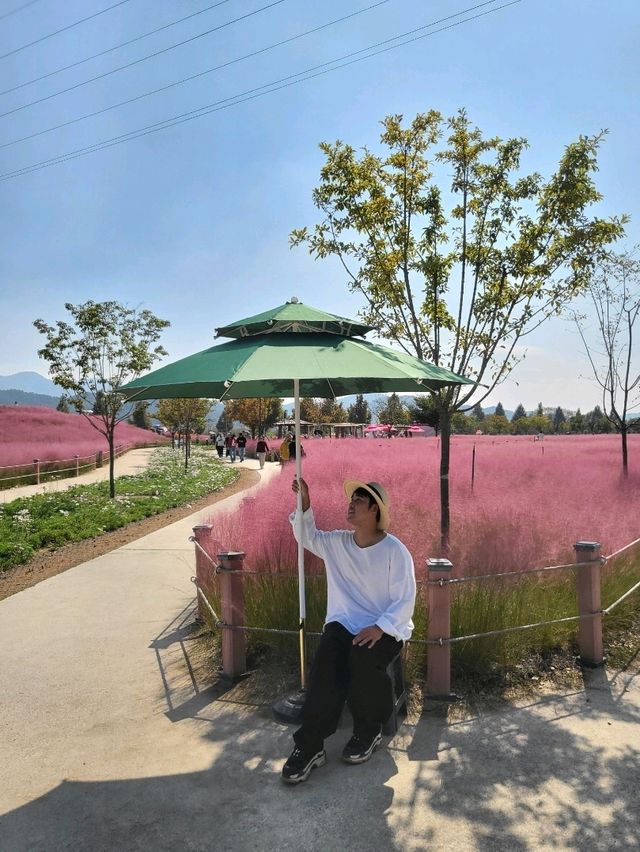 핑크빛 가득했던 합천 가을여행지