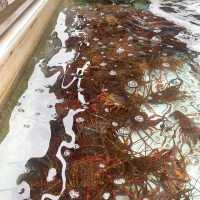 【佐伯】貝類、お刺身🐟が安い！新鮮！✨