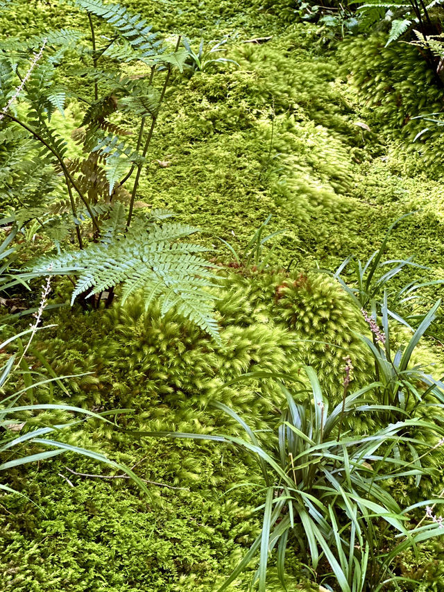 Kyoto’s Hidden Moss Garden Gem 🌿