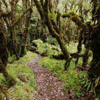 Day trip to the enchanted forest at Doi Inthanon summit