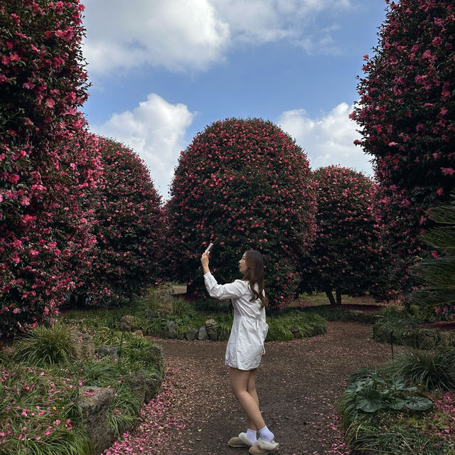 겨울 제주의 붉은 낭만, 동백수목원에서 만나는 동백꽃의 매력🌺