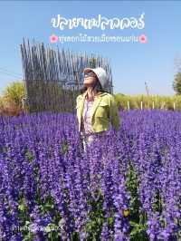 ชมทุ่งดอกไม้สวยที่ปลายนาฟลาวเวอร์