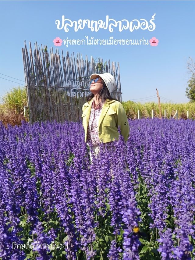 ชมทุ่งดอกไม้สวยที่ปลายนาฟลาวเวอร์