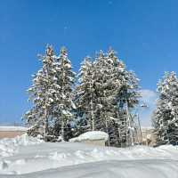 北海道冬季近郊遊😍一日玩盡旭川美瑛富良野❗️