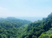 南投猴探井天空之橋 ✨ 高空中的迷人步道 