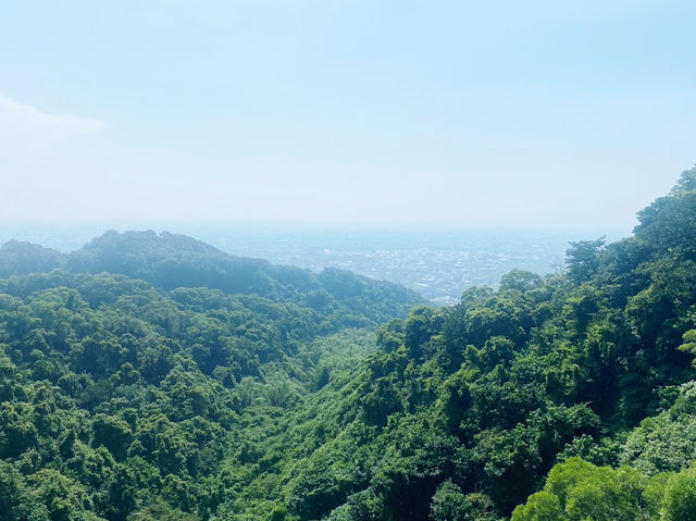 南投猴探井天空之橋 ✨ 高空中的迷人步道 
