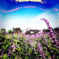 Purple Paradise: Discover the Tranquil Beauty of Lavender Farm Berastagi