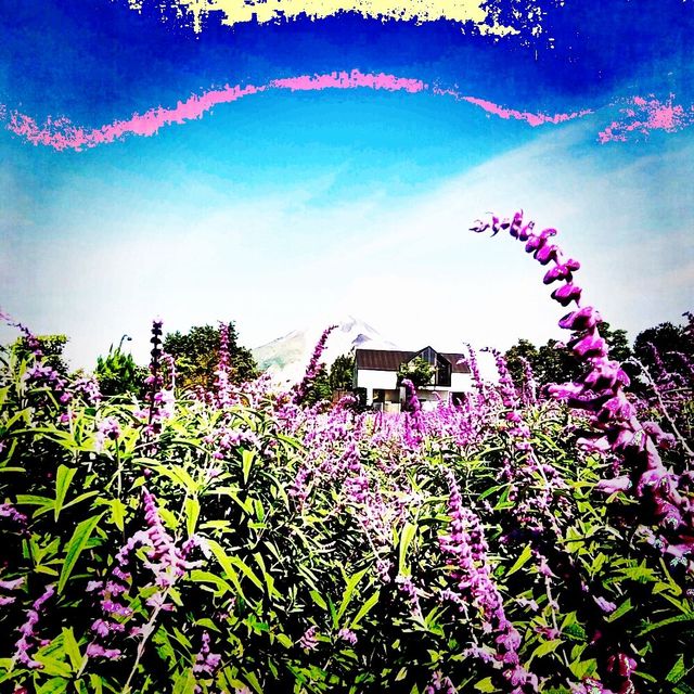 Purple Paradise: Discover the Tranquil Beauty of Lavender Farm Berastagi