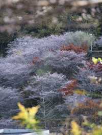 【ここ行って】秋に桜が見られる⁉️全国でも珍しい「紅葉×桜」スポット🌸🍁