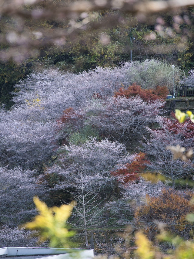 【ここ行って】秋に桜が見られる⁉️全国でも珍しい「紅葉×桜」スポット🌸🍁