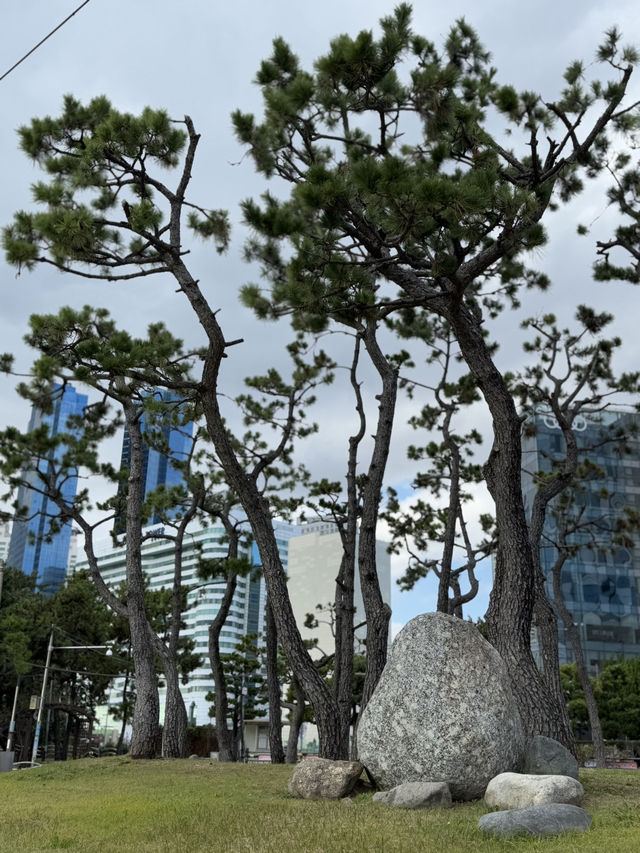 해운대 앞 작은 소나무 숲 송림공원