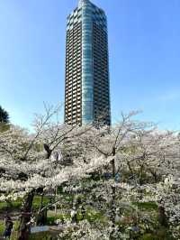 東京　東京観光　Midtown Tower / Galleria 天橋からの桜は絶景だぞ！