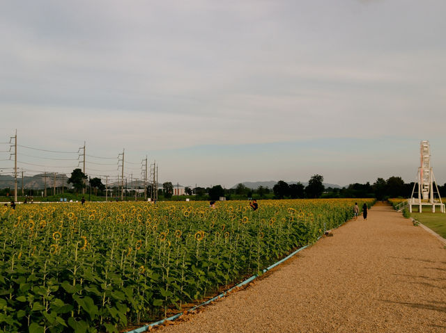 ไร่ทานตะวัน คีรีมันตรา (กาญจนบุรี) 🌻🌻🌻