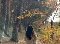 가을🍂🍁에 즐기는 강릉 선교장