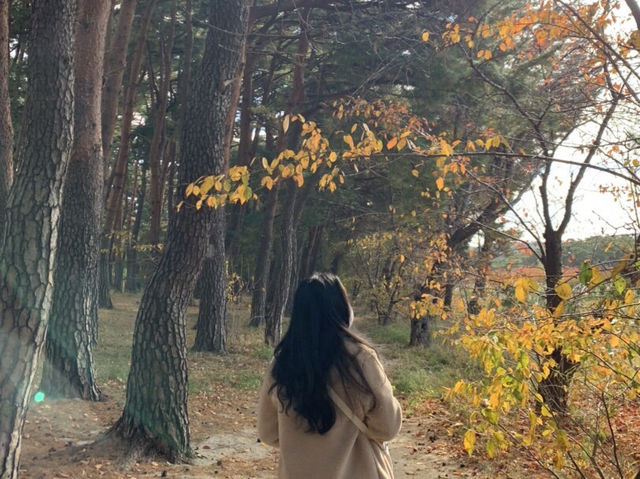 가을🍂🍁에 즐기는 강릉 선교장