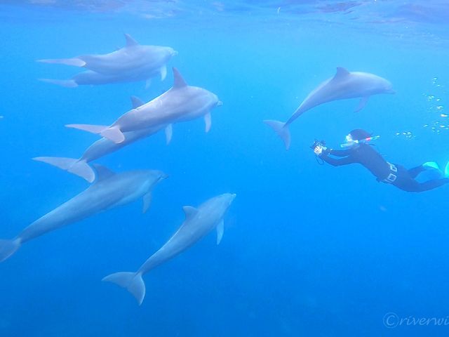 【東京離島】ドルフィンスイムの聖地！絶海の孤島「御蔵島」