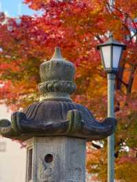 Splendid autumn leaves🍁
