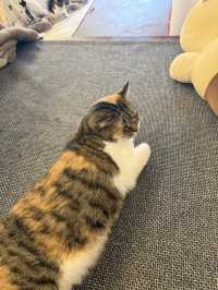 부산 10마리 이상의 고양이+코타츠+지브리 감성의 카페🐾 후미후미