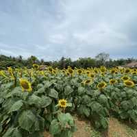เขาทะนาน ทุ่งทานตะวัน จังหวัดสตูล
