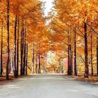 Nami Island: