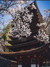 【春の談山神社】奈良の桜と歴史の絶景を満喫！