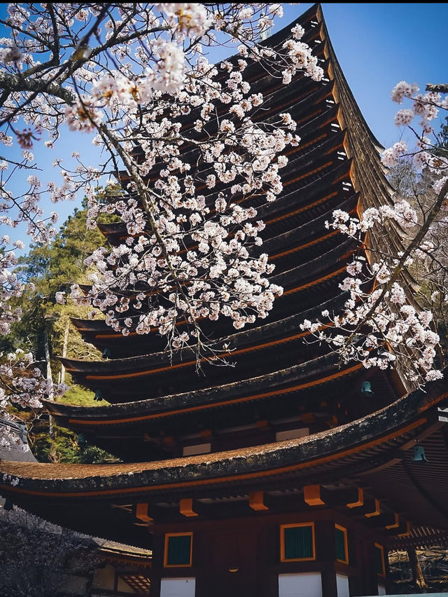 【春の談山神社】奈良の桜と歴史の絶景を満喫！