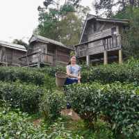 🌿 ไร่ชาลุงเดช