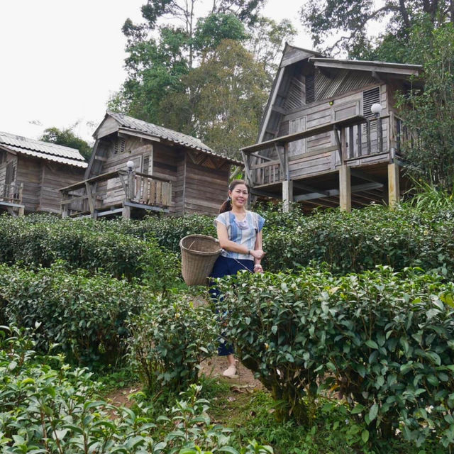 🌿 ไร่ชาลุงเดช
