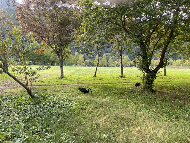 臺中｜黃綠交織的油菜花田