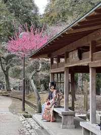 🇯🇵春日獨遊奈良賞櫻🌸
