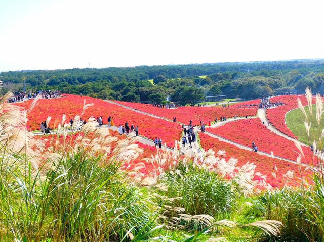 เที่ยว Hitachi Seaside Park ช่วงใบไม้เปลี่ยนสี