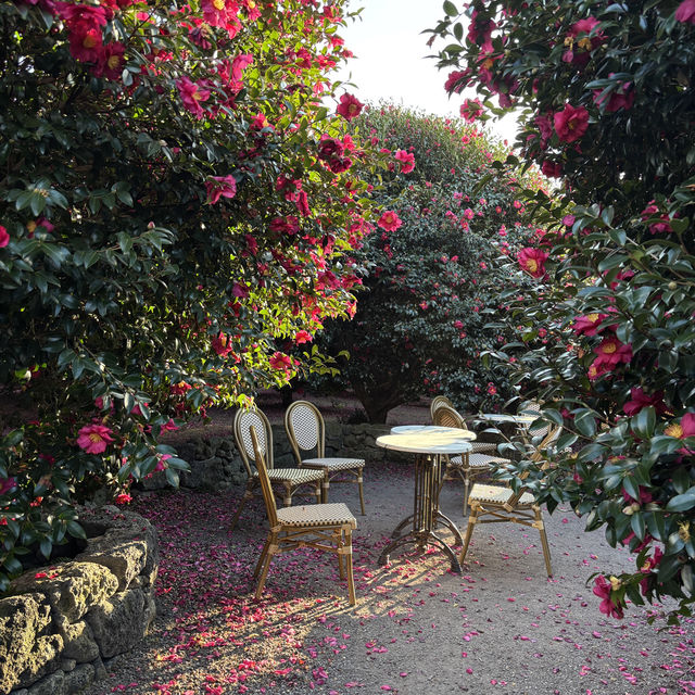 제주 겨울여행 필수코스 동백포레스트🌺