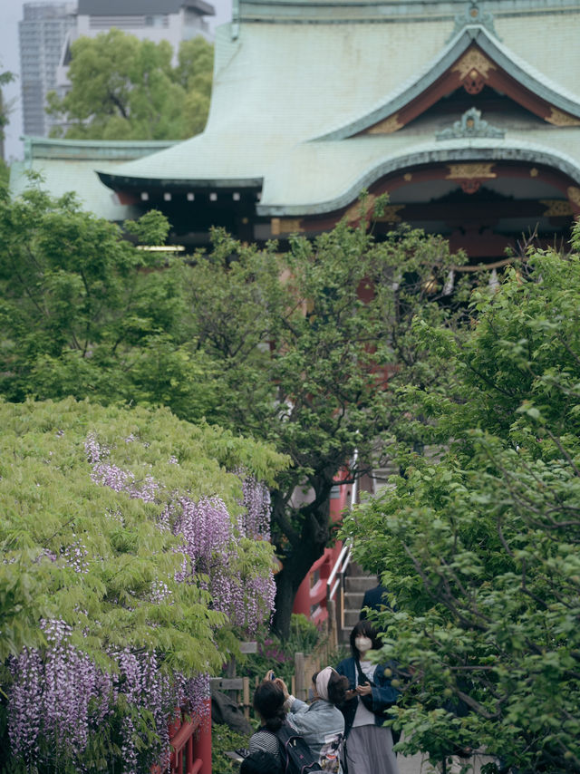 亀戸天神社🌸藤まつりで感じる春の絶景