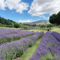 Wanaka Lavender Farm's Tranquil Charm
