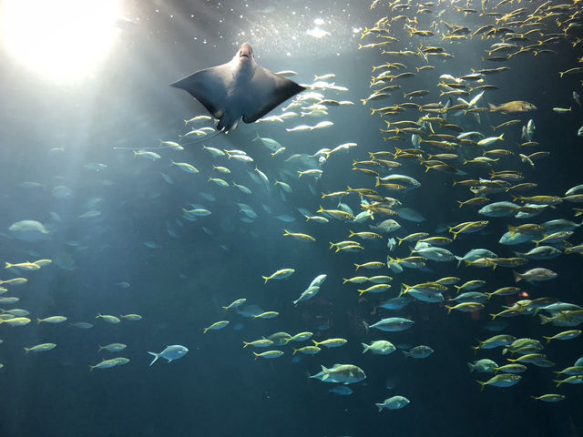 🇯🇵【香川県】海沿いにある水族館！四国水族館🦭(^^)