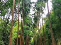 西雙版納中科院植物園