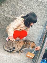 Houlong Cat Village หมู่บ้านที่ทาสแมวต้องหลงรัก 💖