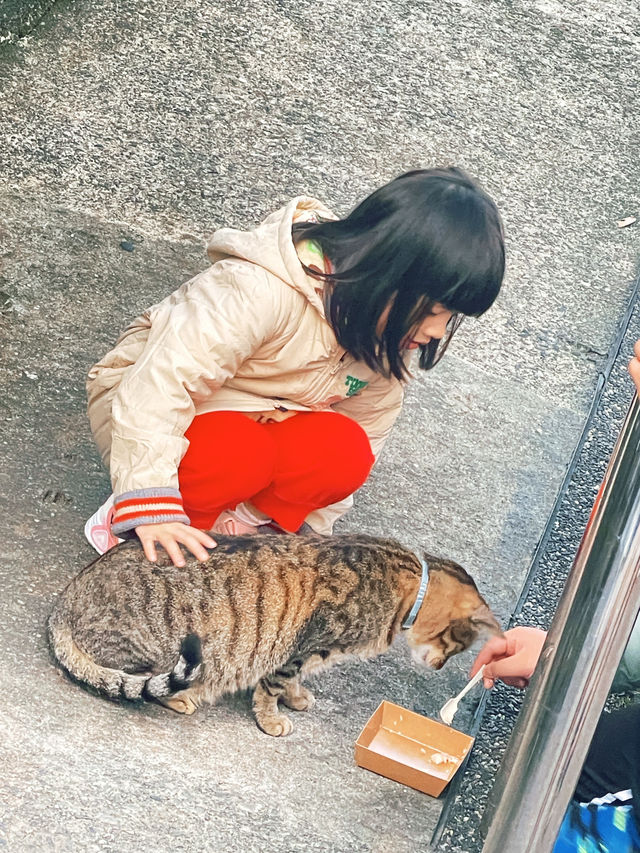 Houlong Cat Village หมู่บ้านที่ทาสแมวต้องหลงรัก 💖