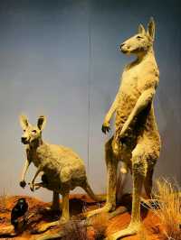 South Australian Museum in Adelaide