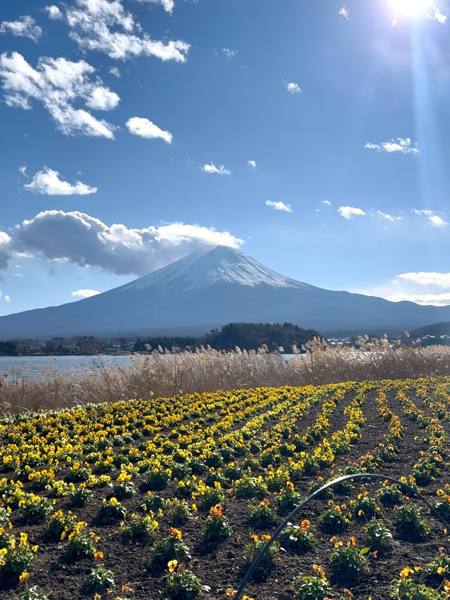 Oishi Park: Stunning Views of Mount Fuji Unobstructed