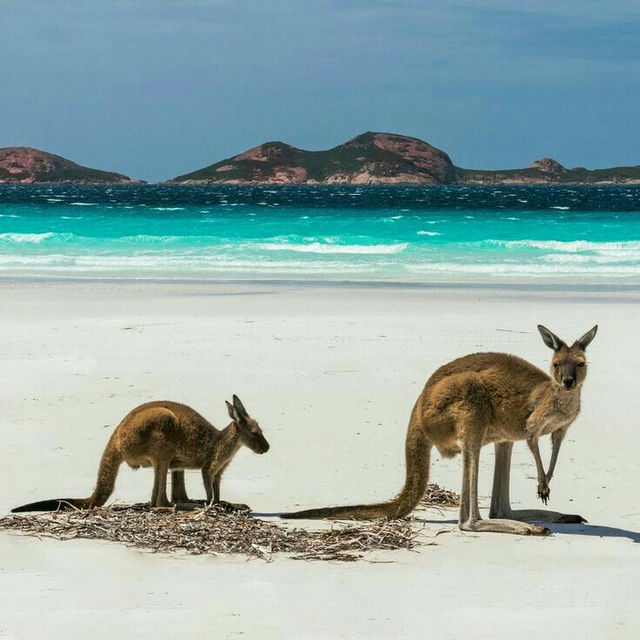 Kangaroo Island: South Australia’s Natural Paradise